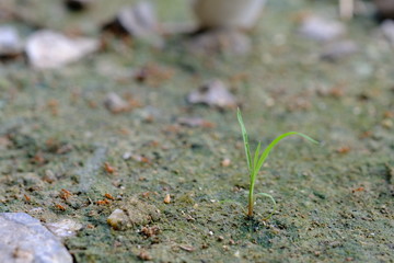 small red ant working