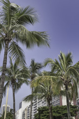 Fototapeta na wymiar Some palm trees at Leme in Rio de Janeiro Brazil