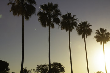 Palm trees in an evening sun at LAX airport in Los Angeles California