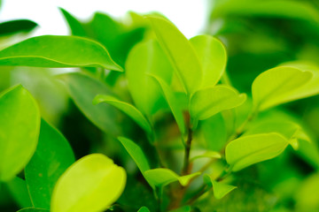 Closeup nature view of green leaf on blurred greenery background in garden with copy space using as background natural green plants landscape, ecology, fresh wallpaper concept.
