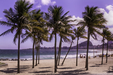 Naklejka premium Palm trees on pink Copacabana beach in Rio de Janeiro Brazil