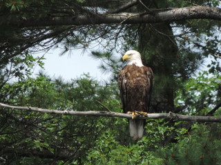 Bald Eagle