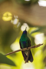 Sparkling violet ear hummingbird Colibri coruscans