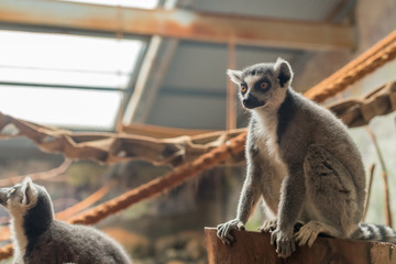 The ring tailed lemur (lemur catta) eating