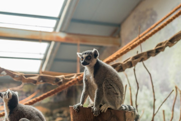 The ring tailed lemur (lemur catta) eating