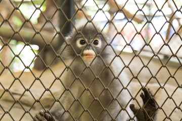 Fototapeta premium Dusky Leaf Monkey or Spectacled Langur in Dusit Zoo, Thailand.