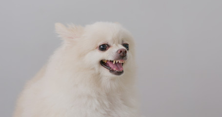 Fototapeta premium White Pomeranian dog barking