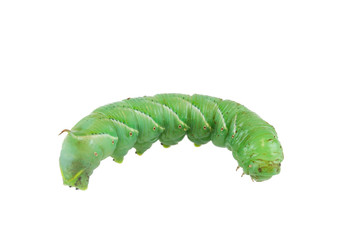 single green caterpillar isolated on white background