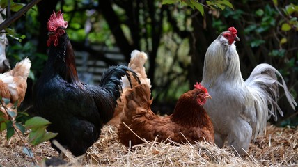 Chickens and roster