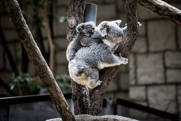コアラの親子