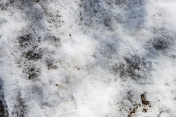 The snow on the forest grass begins to melt in the spring sunshine