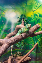 Chinese Water Dragon (Physignathus cocincinus) on a branch