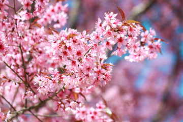Obraz premium Wild Himalayan Cherry Blossoms in spring season (Prunus cerasoides), Sakura in Thailand, selective focus, Phu Lom Lo, Loei, Thailand.