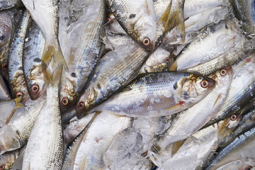 Obraz premium fresh fish at the market