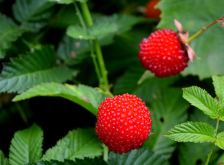 roseleaf raspberry or Rubus rosifolius (hybrid of raspberry and strawberry),