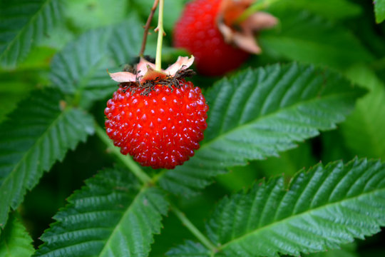 roseleaf raspberry or Rubus rosifolius (hybrid of raspberry and strawberry),new modern variety of berries