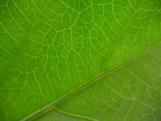 Leaf 