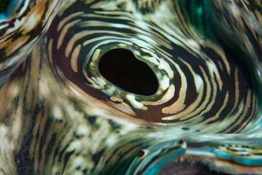 Giant Clam Tridacna Gigas Syphon