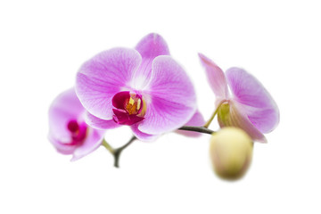Fototapeta na wymiar pink phalaenopsis orchids isolated on white background