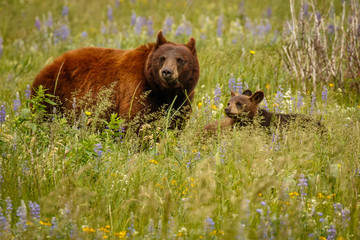 Mama bear with her cubs in Waterton Lakes NP, Canada © LindaPhotography