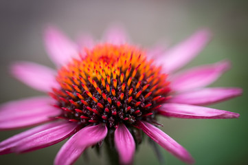Beautiful macro flower shots with dreamy bokeh background