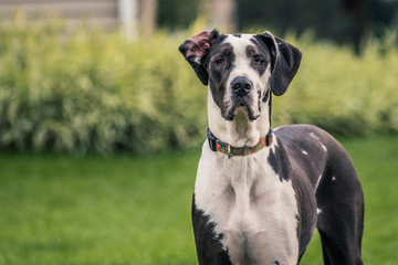 Tall, black and white Great Dane dog  staring at the camera. - obrazy, fototapety, plakaty