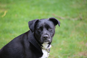Obraz premium A portrait of a black and white Labrador retriever dog