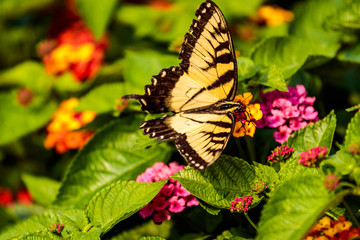 Gold-colored butterfly perched on the petals of a small flower in the garden.