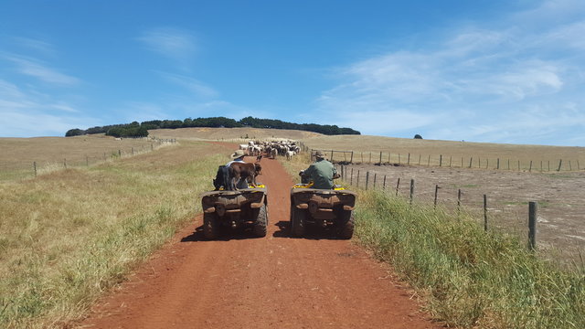 man working in agriculture. Boy riding a motorbike on a farm in outback Australia. Ranch worker herding cattle and cows in a field with a dog on a gravel road. Young farmer mustering livestock.