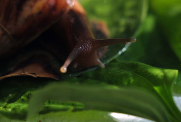 Snail on green leaves. Close-up.