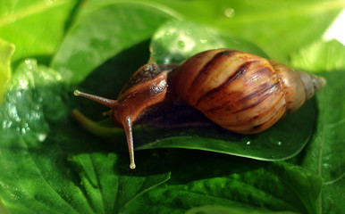 Snail on green leaves and water drops. Close-up.