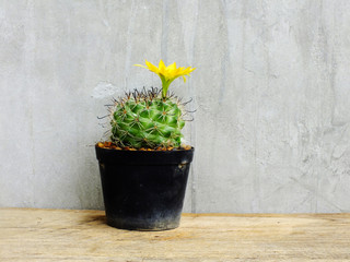 group of green cactus on wooden table still life with space copy background