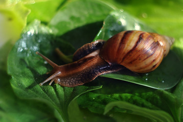 The snail is on fresh wet green leaves. Close-up