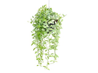 green plant hanging isolated collection on white background