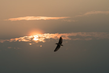 night heron in sunset sky
