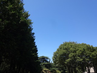 Obraz premium bule sky and green