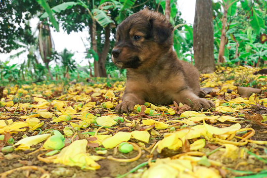 Imagen de perro cachorro en paisaje natural
