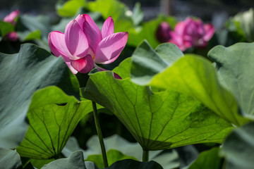 Pink lotus blooms in the pond in summer