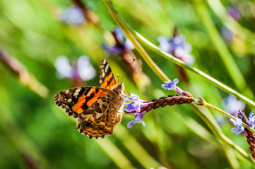 Butterfly on lavender