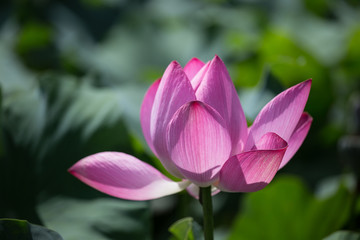 Pink lotus blooms in the pond in summer
