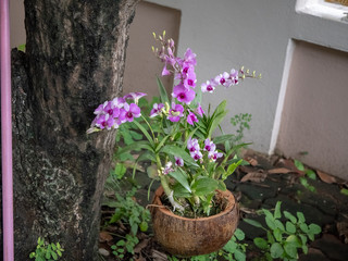 Colorful orchids next to the tree.