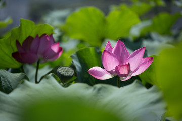 Pink lotus blooms in the pond in summer