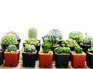 succulents and cactus in flowerpot on white background