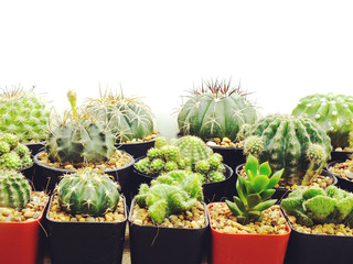 succulents and cactus in flowerpot on white background