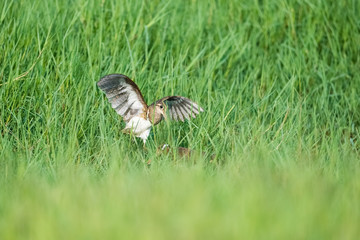 beautiful painted snipe unfold wings