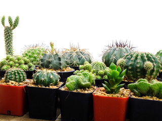succulents and cactus in flowerpot on white background