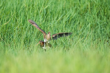 painted snipe unfold wings