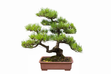pine bonsai isolated on white