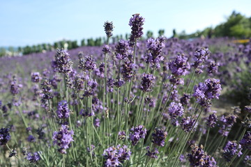 Obraz premium Lavender Blooming 2