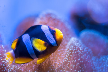 Clark's anemonefish, Yellowtail clownfish